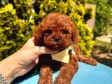 Eşsiz güzellikte toy poodle yavrular