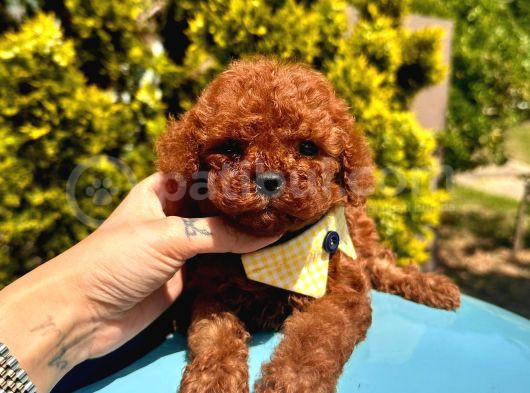 Eşsiz Güzellikte Toy Poodle Yavrular