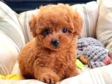 Tooy poodle mini red kıpkırmızı yavrularımız 