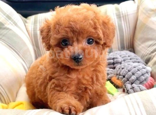 Tooy Poodle Mini Red Kıpkırmızı Yavrularımız 