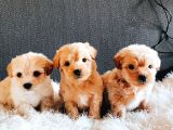 Maltipoo Kardeşler