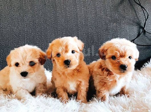 Maltipoo Kardeşler