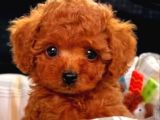 Tooy poodle cinsi yavrular kahve tonlu