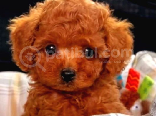 Tooy Poodle Cinsi Yavrular Kahve Tonlu