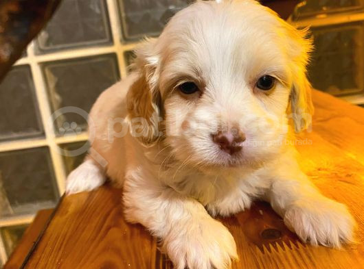 Topaç Gibi Maltipoo Bebeğimiz görsel