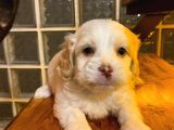 Topaç Gibi Maltipoo Bebeğimiz