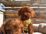 En Sevimli Toy Poodle Yavrularımız