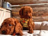 En Sevimli Toy Poodle Yavrularımız