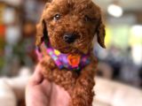 En Sevimli Toy Poodle Yavrularımız