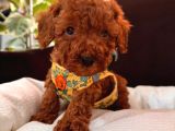 En sevimli toy poodle yavrularımız