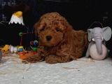 Evimizin ToyPoodle Neşeleri