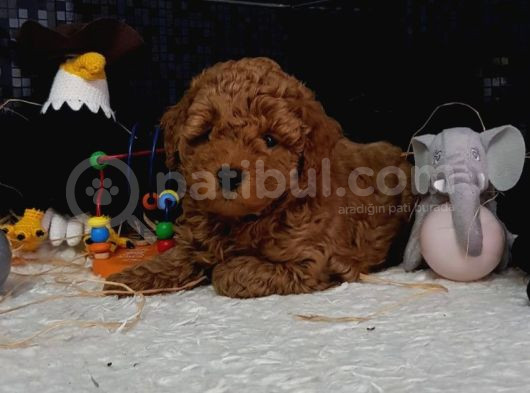 Evimizin Toypoodle Neşeleri