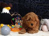 Evimizin Toypoodle Neşeleri