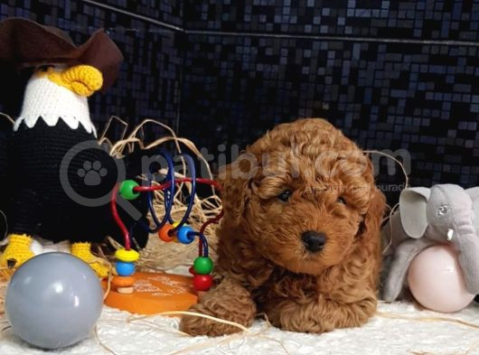 Evimizin Toypoodle Neşeleri görsel