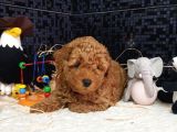 Evimizin Toypoodle Neşeleri