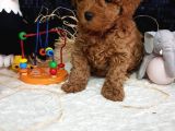 Evimizin Toypoodle Neşeleri