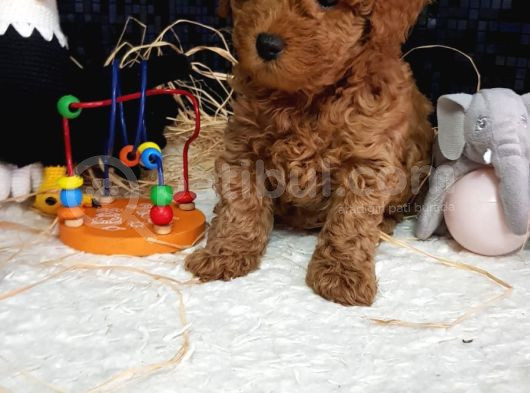 Evimizin Toypoodle Neşeleri görsel