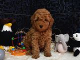 Evimizin Toypoodle Neşeleri