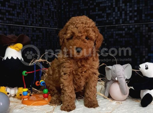 Evimizin Toypoodle Neşeleri görsel
