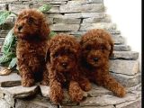 Irk garantili toy poodle yavrular