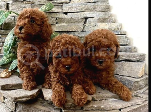 Irk garantili toy poodle yavrular