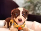 Mükemmel gözleriyle kızıl Border Collie