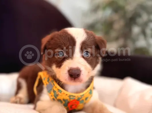 Mükemmel Gözleriyle Kızıl Border Collie