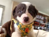 Mükemmel Gözleriyle Kızıl Border Collie
