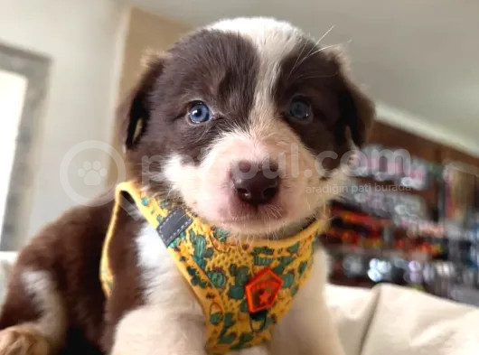 Mükemmel Gözleriyle Kızıl Border Collie görsel