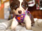 Mükemmel Gözleriyle Kızıl Border Collie