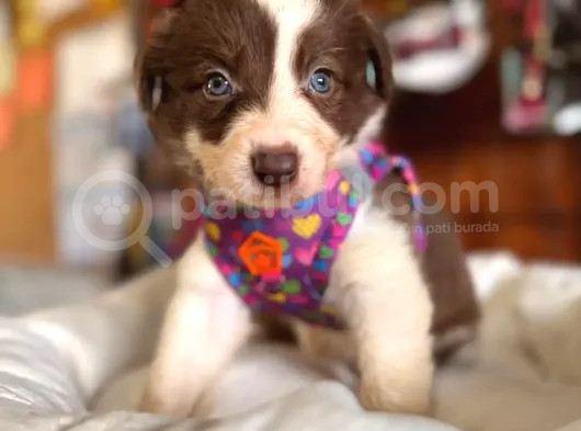 Mükemmel Gözleriyle Kızıl Border Collie görsel