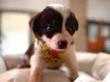 Mükemmel Gözleriyle Kızıl Border Collie