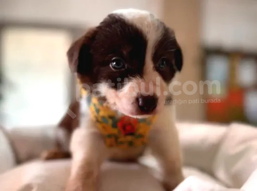 Mükemmel Gözleriyle Kızıl Border Collie görsel