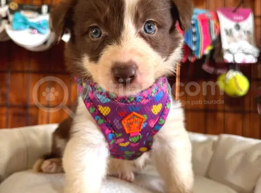Mükemmel Gözleriyle Kızıl Border Collie görsel