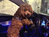 Eşleşme Tecrübeli̇ 1800 Gram Kore Poodle