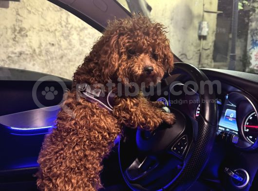 Eşleşme Tecrübeli̇ 1800 Gram Kore Poodle görsel