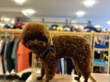 Eşleşme Tecrübeli̇ 1800 Gram Kore Poodle
