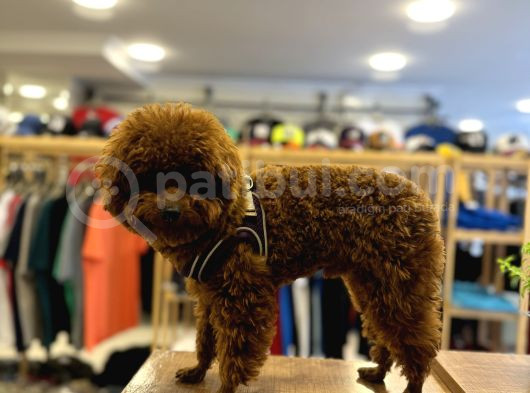 Eşleşme Tecrübeli̇ 1800 Gram Kore Poodle görsel