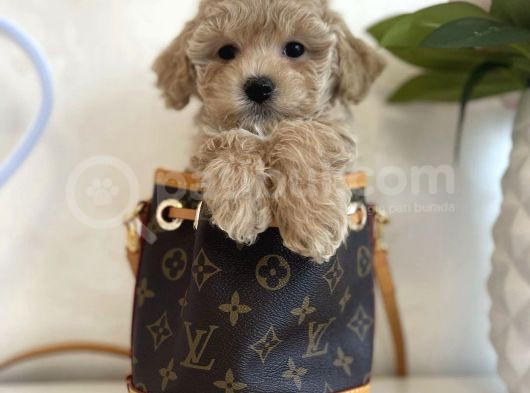 Hari̇ka Malti̇poo Yavrulari