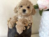 Hari̇ka Malti̇poo Yavrulari