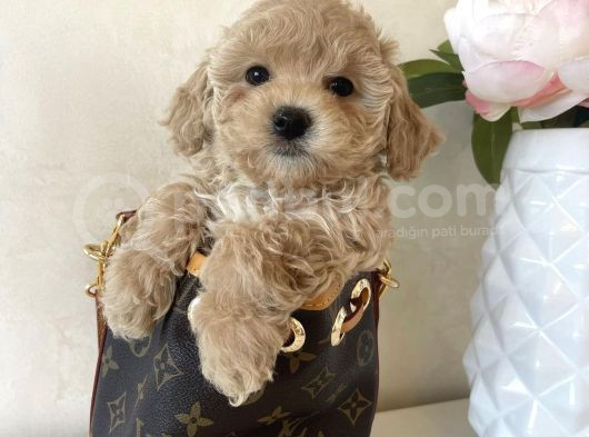 Hari̇ka Malti̇poo Yavrulari görsel