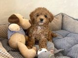 HARİKA POODLE YAVRULARI