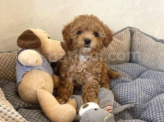 Hari̇ka Poodle Yavrulari