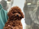 EŞLEŞME TECRÜBELİ 1800 GRAM KORE POODLE