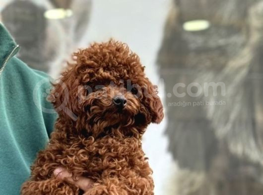 Eşleşme Tecrübeli̇ 1800 Gram Kore Poodle