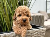 RENK RENK TOY POODLE YAVRULAR