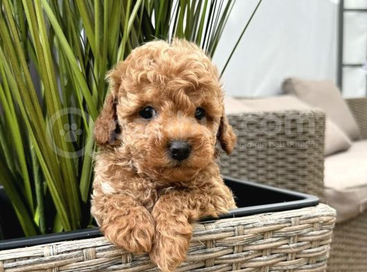Renk Renk Toy Poodle Yavrular