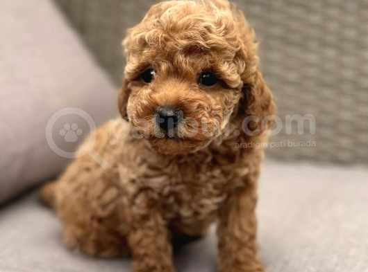 Renk Renk Toy Poodle Yavrular görsel