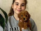 TOY POODLE BEBEKLERİMİZ