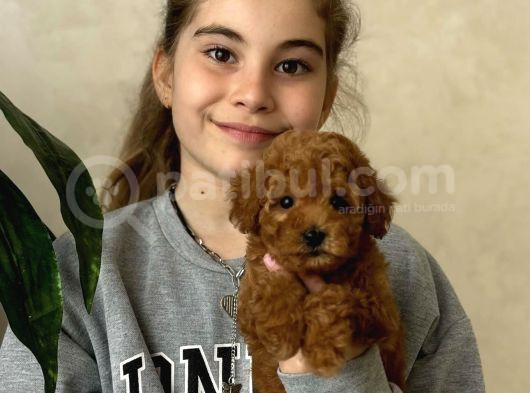 Toy Poodle Bebekleri̇mi̇z